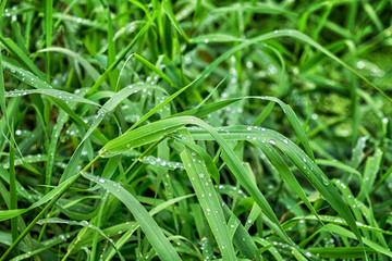 Fototapeta na wymiar Fresh green grass with drops of water