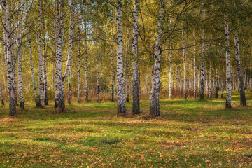 Birch grove in autumn on sunny day.
