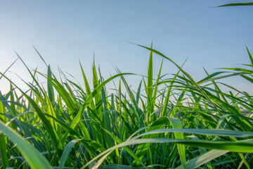 Obraz premium Imperata cylindrica green sky bright with sunlight