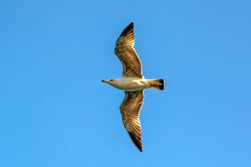 Seagull flock on blue sky background. Seagulls flying in blue sky. Flock of seagulls in sky