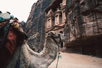 Camel and tourists in front of ancient temple in rock face in Al Khazneh, Petra, Jordan