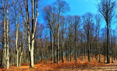 trees in late autumn forest