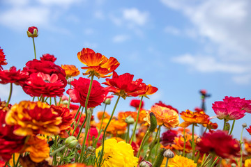 Obraz premium A field of blooming red and yellow buttercups flowers close up against the background of a deep sky with clouds