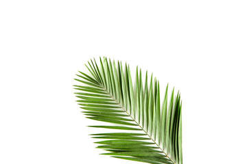 Obraz premium tropical green palm leaf tree