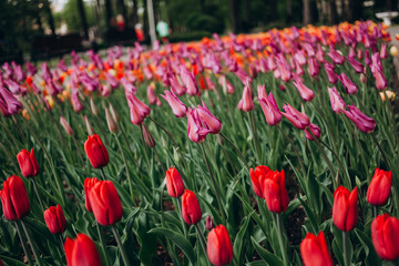 Fototapeta premium field of tulips