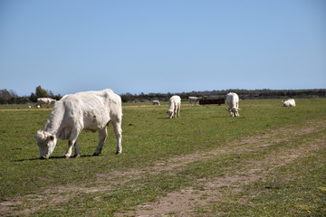 Fototapeta na wymiar Herd with grazing white cattle in a green field