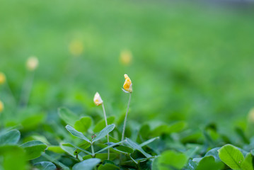 Green grass on a rainy day