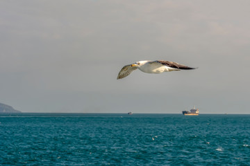 Seagull flock on blue sky background. Seagulls flying in blue sky. Flock of seagulls in sky