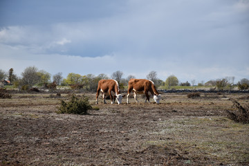 Naklejka premium Dry grassland with two grazing cows