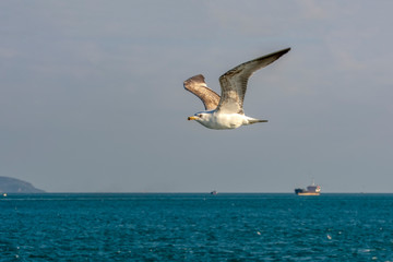 Fototapeta na wymiar Seagull flock on blue sky background. Seagulls flying in blue sky. Flock of seagulls in sky