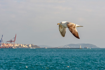 Seagull flock on blue sky background. Seagulls flying in blue sky. Flock of seagulls in sky
