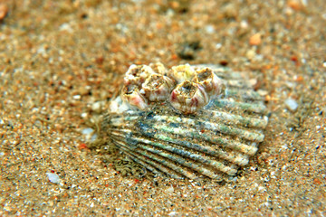 sea shell on the beach