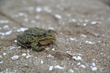 Toad / frog alone sits on sand close up