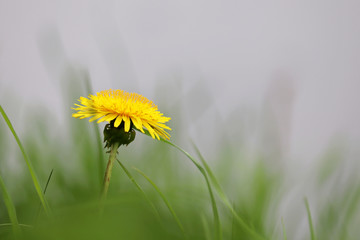 Blooming dandelion in a fog, spring flower on green grass. Background for foggy weather, beautiful meadow