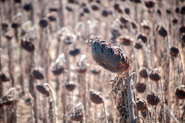 Dried sunflower field closeup in late summer sunny day