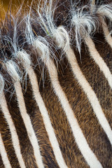 Grévy's zebra (Equus grevyi)