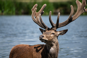 Red stag deer cooling down by a pond