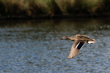Female mallard duck in flight