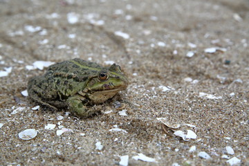 green frog / toad sits on sand close up macro