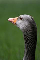 Close-up of a grey goose after eating some grass