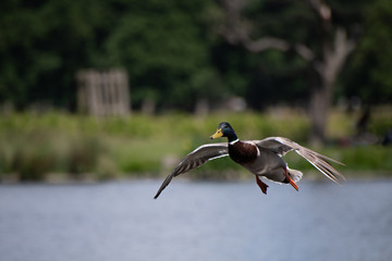 Male mallard duck in flight