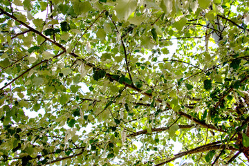 Blooming beautiful tree, photographed from below in the early summer morning