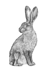 Graphic hand-drawing in pencil. Sketch of a hare isolated on white. Vintage style. Realistic drawing of a rabbit. - obrazy, fototapety, plakaty