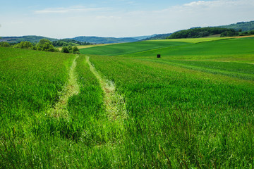 green field in summer with high grass
