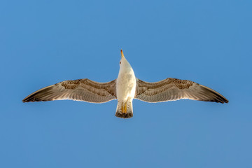 Seagull flock on blue sky background. Seagulls flying in blue sky. Flock of seagulls in sky