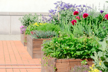 Fototapeta na wymiar Raised beds in an urban garden growing plants herbs spices and vegetables