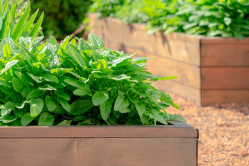 Raised beds in an urban garden growing plants herbs spices and vegetables