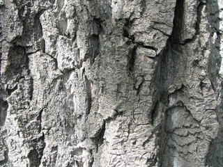 texture of tree bark, maple