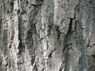 texture of tree bark, maple