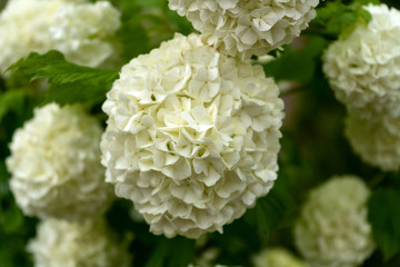 white Hydrangea flowers in the summer garden.