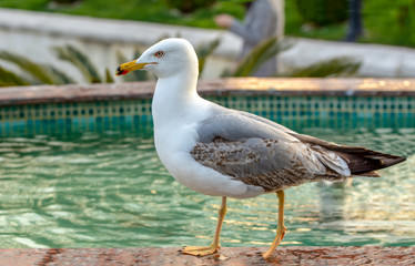 Single seagull  close-up stock image