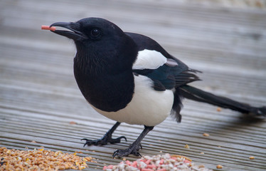Magpie with Food in Beak