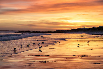 Dawn at Robe. South Australia with seagulls