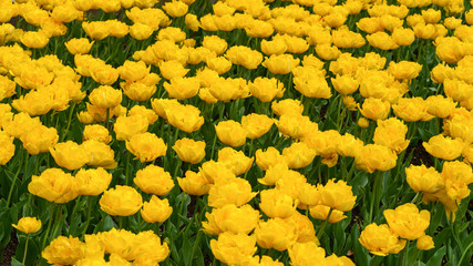 beautiful yellow tulip flowers in spring garden.