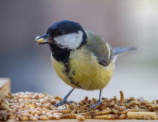 Blue Tit with Food in Beak