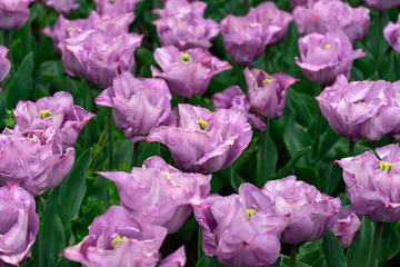 Obraz premium Purple tulip flowers in spring garden, park.