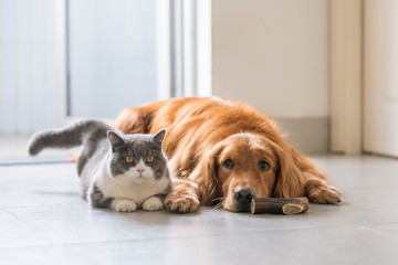 British shorthair and golden retriever, indoor shot