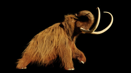 woolly mammoth, walking prehistoric mammal isolated on black background