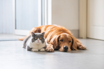 British shorthair and golden retriever, indoor shot