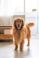 Cute golden retriever, indoor shot