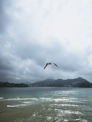 Seagull flying over San Sebastian on a cloudy day