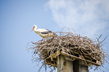 Stork standing in its nest