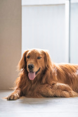 Golden retriever kneeling on the ground