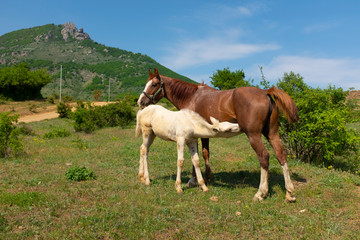Fototapeta na wymiar White foal drinking milk from his mother horse in the pasture. A mare and her foal are standing in front of Demergy mountain in the sunny spring day near Alushta, Crimea.