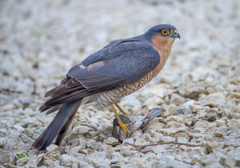 Sparrowhawk with Sparrow in Claws