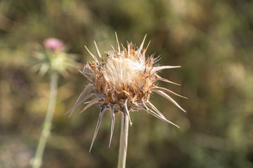 Milk Thistle, Silybum marianum, prickly dry plant
